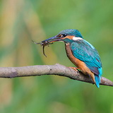 Kingfishers